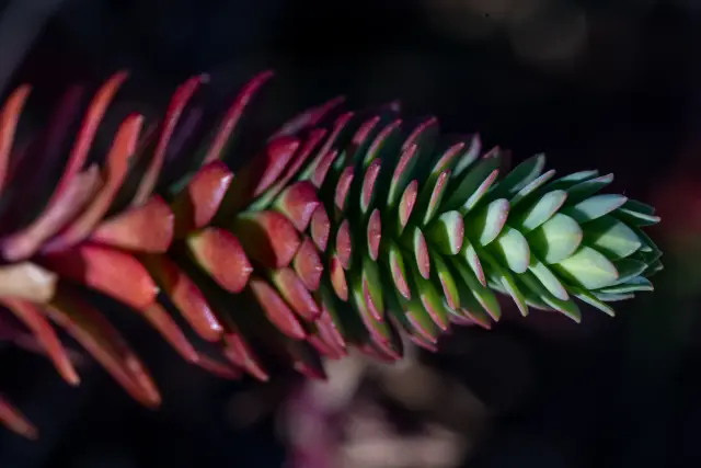 Macro of a stonecrop shoot with red-tipped green leaves against a dark background