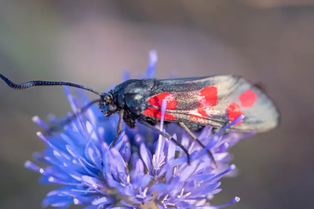 A six-spot burnet moth with red-spotted wings resting on a violet-blue sheep's-bit flower.
