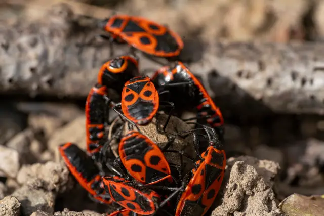 A tight cluster of red-and-black firebugs gathered on dry soil and twigs.