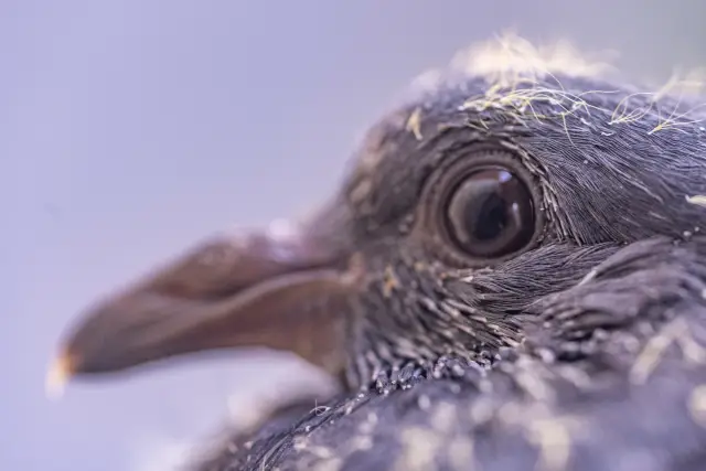 Close-up of a young pigeon's head and downy feathers