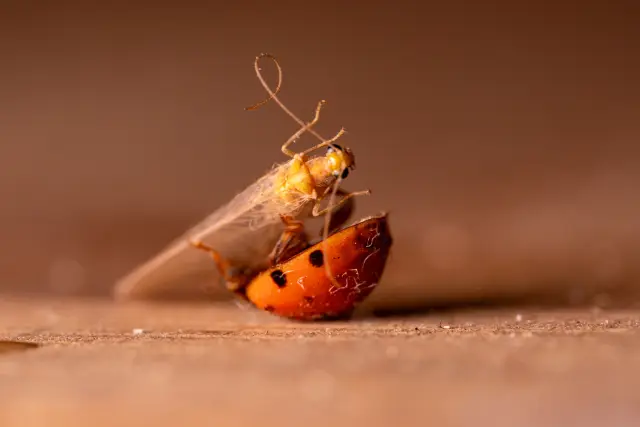 Macro of a ladybird beetle unfurling its wings to take off