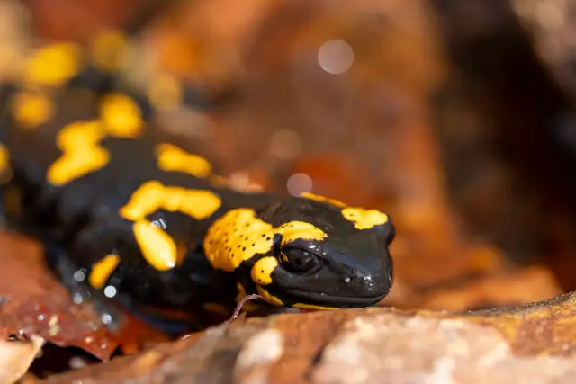 Close-up of a black-and-yellow fire salamander resting on damp autumn leaves
