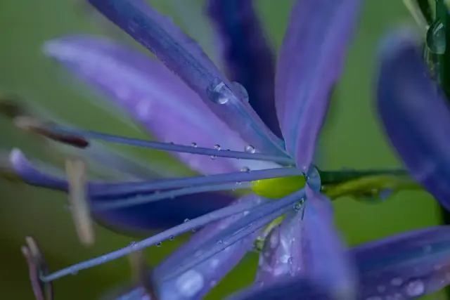 Macro of a star-shaped blue-purple camas flower covered in dew