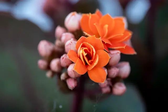 Macro of vivid orange kalanchoe flowers and buds