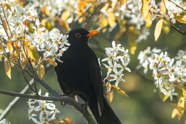 A blackbird perched among white spring blossom.