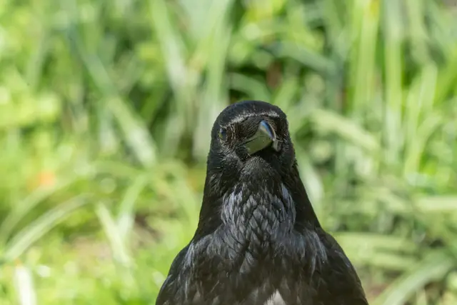 A jackdaw holding food in its beak on the grass.