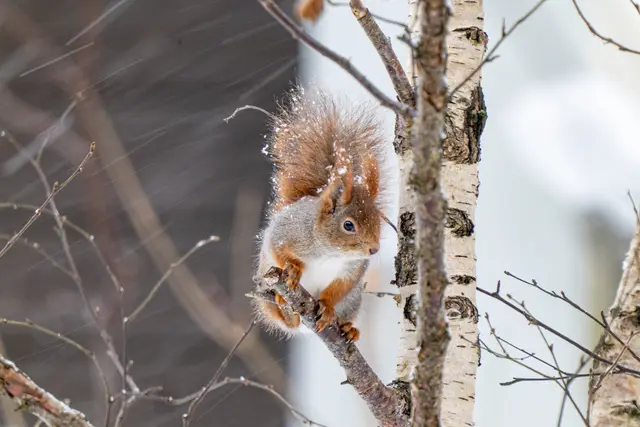 A red squirrel with tufted ears pausing alertly on a bare branch.