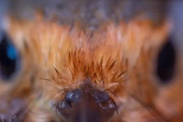 A frontal portrait of a European robin showing its orange breast.