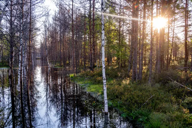 Sunlight filtering through birch trees.