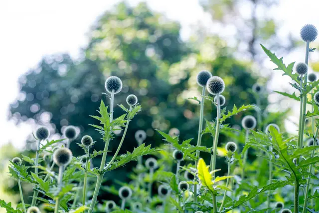 Delicate seed heads in a summer meadow.