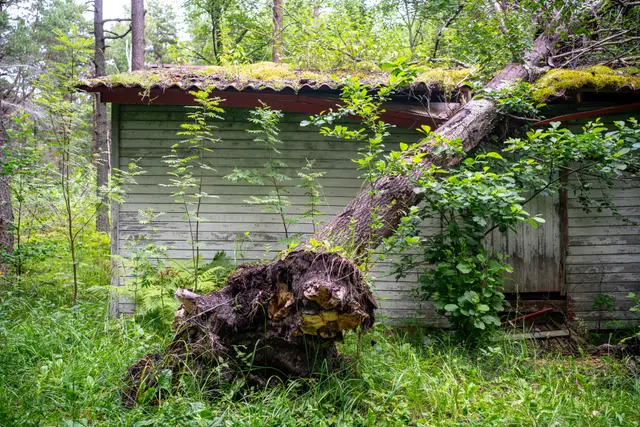 An overgrown derelict structure in the forest.