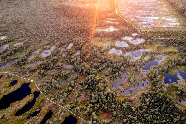 An aerial view of Estonian wetlands catching the morning light.