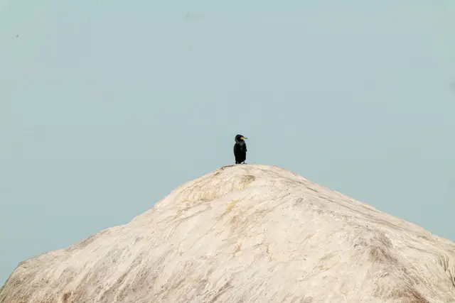 A small bird silhouetted on top of a pale mound.