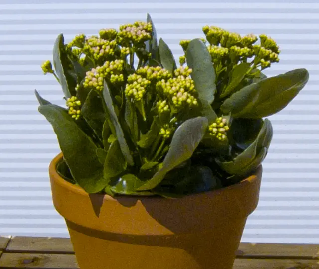 Image (3)