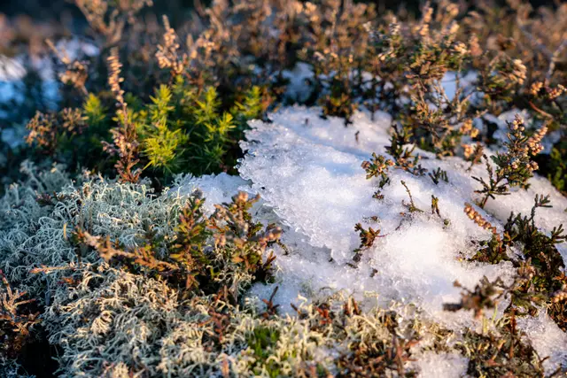 A close-up of frosted heather in winter.